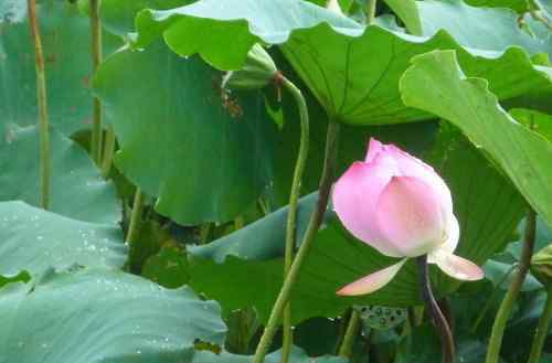 蓮花圖片 蓮花圖片大全欣賞 蓮花的基本信息介紹