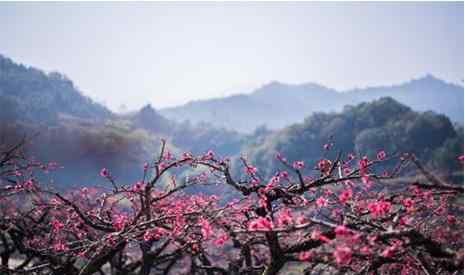 禮泉桃花節(jié) 西安賞桃花的地方有哪些