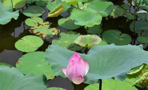 三水森林公園好玩嗎 佛山三水有什么好玩的 三水熱門景點(diǎn)游玩攻略