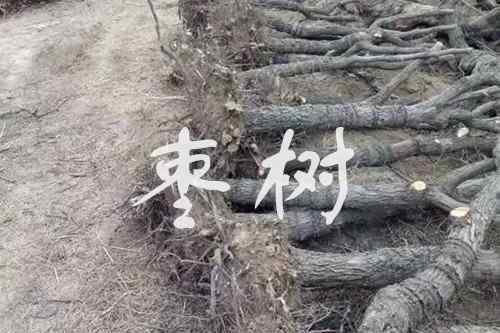 樹木修剪技術(shù)圖解 【種植攻略】棗樹一般什么時(shí)候修剪？教你這8種修剪技術(shù)！