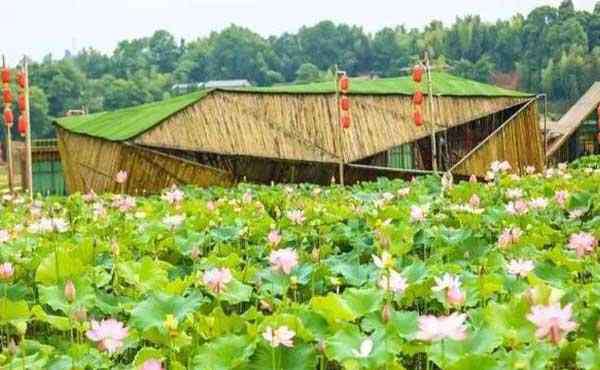 順義減河公園 2019北京順義荷花觀賞攻略