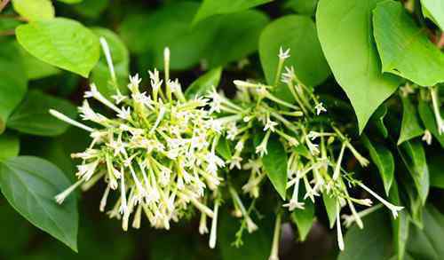 夜來香花圖片 夜來香花圖片及功效   夜來香什么時(shí)候開花