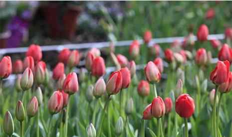 郁金香花期多久 2019杭州太子灣郁金香開花時(shí)間