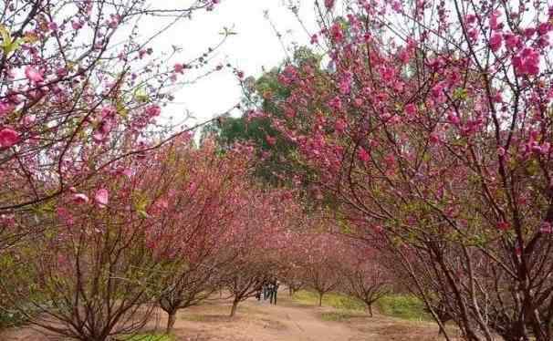 南海南國桃園 佛山南國桃園桃花什么時(shí)候開和觀賞攻略