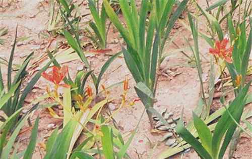 射干種植技術(shù) 射干高產(chǎn)種植管理技術(shù)有哪些？怎么施肥？畝產(chǎn)多少斤？