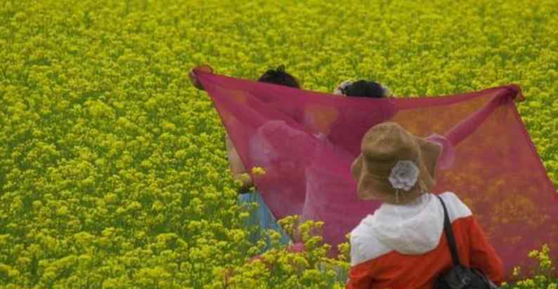 門源花海 2018門源油菜花什么時(shí)候開 門票+景點(diǎn)介紹