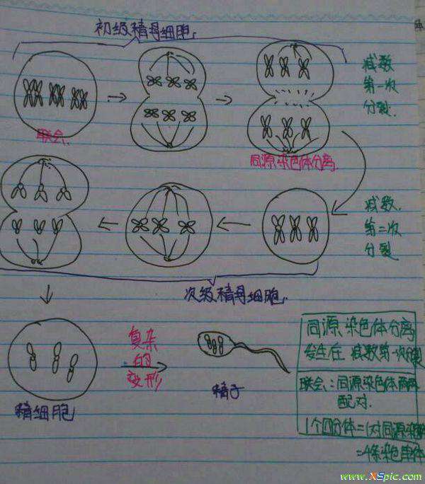 同源染色體圖解 有3對同源染色體,然后減數(shù)第二次的圖怎么畫