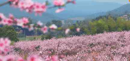 桃花節(jié) 2019成都龍泉驛桃花節(jié)時間+地點+活動攻略