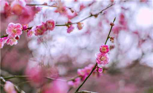 什么樣的梅花 梅花的風水作用怎么樣？在家怎么養(yǎng)梅花盆栽？有哪些注意事項？