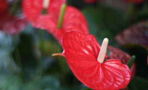 紅掌花怎么養(yǎng) 紅掌冬天該怎么養(yǎng)？怎么澆水？