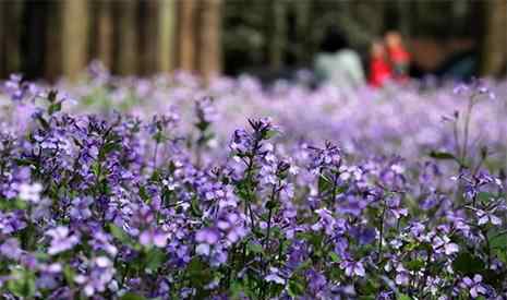 郁金香花期多久 2019杭州太子灣郁金香開花時(shí)間