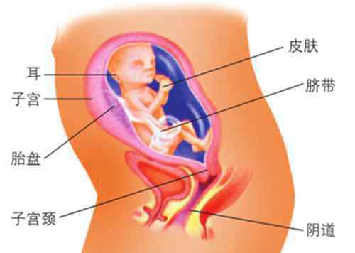 20周的胎兒有多大 懷孕25周胎兒有多大  懷孕25周要注意什么