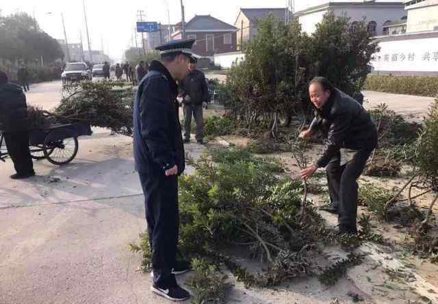 楊梅樹苗 楊梅樹苗哪里可以買？這個地方有臨時的交易市場，持續(xù)時間不長了