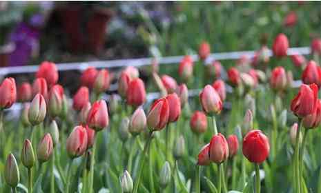 郁金香花期多久 2019杭州太子灣郁金香開(kāi)花時(shí)間