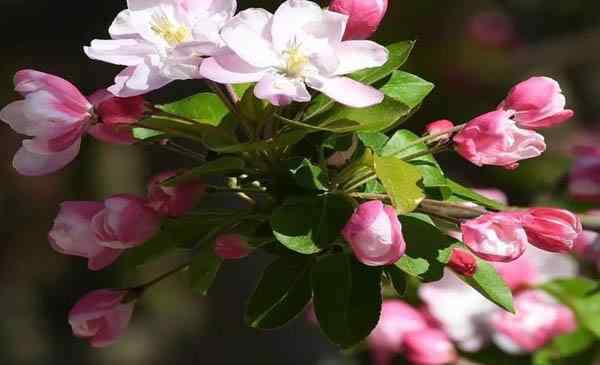 海棠花幾月開花 北京海棠花什么時候開 北京海棠花哪里看