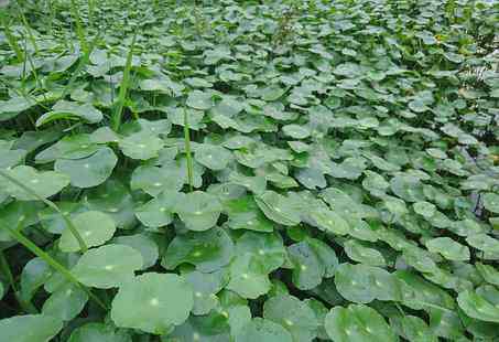 我膽結(jié)石喝金錢草好了 “神仙對(duì)坐草”金錢草能治膽結(jié)石嗎?沖水喝有哪些功效?能長(zhǎng)期喝嗎?