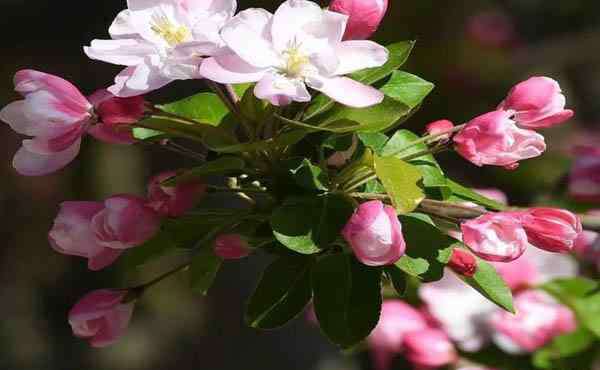 海棠花幾月開(kāi)花 北京海棠花什么時(shí)候開(kāi) 北京海棠花哪里看