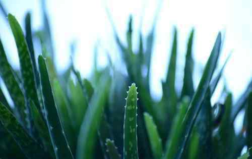 蘆薈祛痘 獨尾草科蘆薈的養(yǎng)殖方法和注意事項有哪些？能祛痘、祛斑嗎？