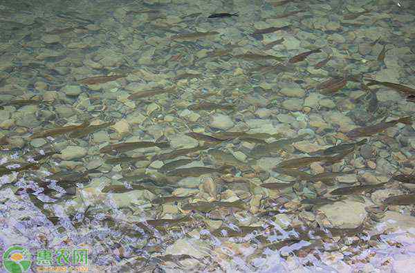 草魚苗多少錢一斤 一斤重的草魚苗多少錢一尾？各地草魚價(jià)格行情分析