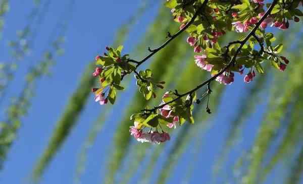 海棠花幾月開花 北京海棠花什么時候開 北京海棠花哪里看