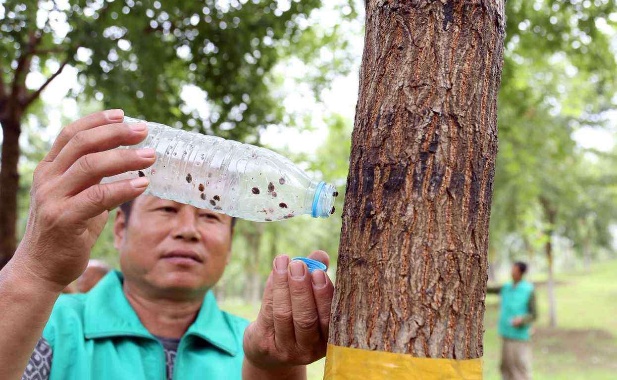 楊干象 北京三年放飛50億只昆蟲，只為干這個……