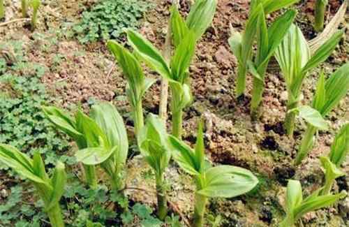 白芨種子批發(fā) 【種植知識要點】現(xiàn)在白芨種苗價格多少錢一株？種植是一年一收嗎？