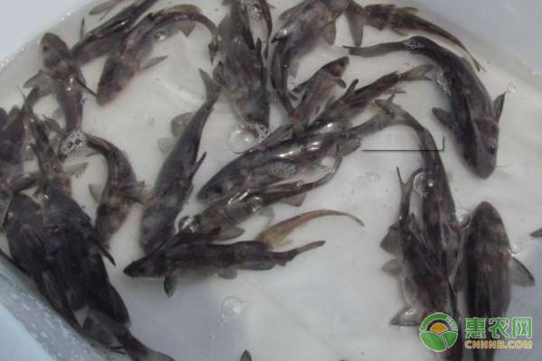 魚(yú)苗報(bào)價(jià) 魚(yú)苗多少錢一尾？附2020各地魚(yú)苗批發(fā)價(jià)格行情匯總