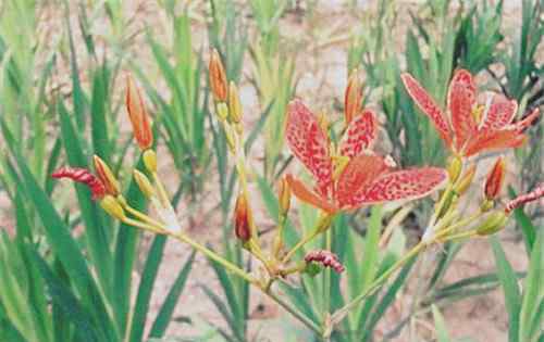 射干種植技術(shù) 射干高產(chǎn)種植管理技術(shù)有哪些？怎么施肥？畝產(chǎn)多少斤？