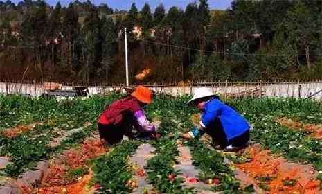 草莓幾月份種植 昆明冬草莓采摘地推薦 冬草莓幾月份可以采摘