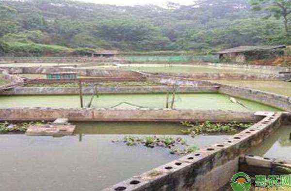 甲魚池建造圖片 山瑞鱉養(yǎng)殖池該怎么建造？