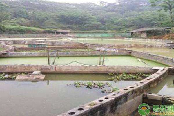 甲魚(yú)池建造圖片 山瑞鱉養(yǎng)殖池該怎么建造？