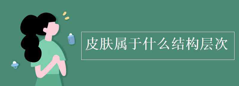 皮膚是組織還是器官 皮膚屬于什么結構層次