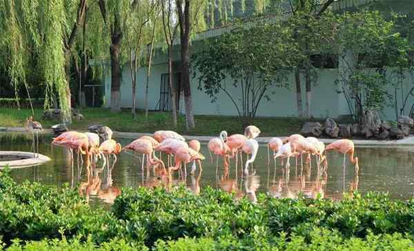 石家莊動物園門票多少錢 石家莊市動物園門票多少錢 海洋館表演時間