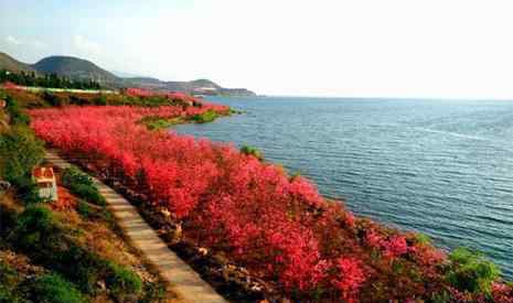 撫仙湖門票 2019撫仙湖櫻花節(jié)門票 撫仙湖游玩攻略