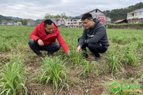 大山培達 號外號外丨大山里的脫貧攻堅戰(zhàn)：電商精準扶貧，農(nóng)旅融合發(fā)展