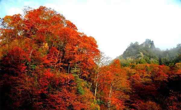 光霧山紅葉節(jié) 四川光霧山紅葉節(jié) 2019時(shí)間+觀賞路線推薦