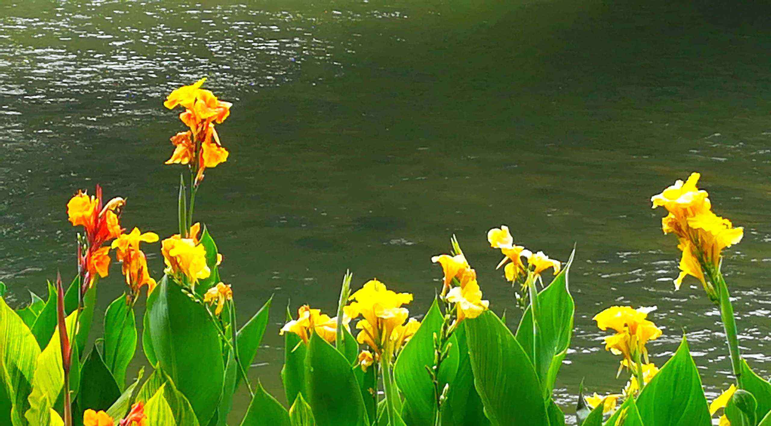 美人蕉花圖片 《六月好風(fēng)景，美人蕉花開》