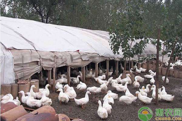 鴨飼料配方 肉鴨營(yíng)養(yǎng)需要及其飼料配制方法有哪些？