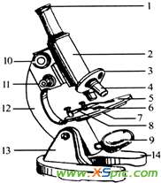顯微鏡結(jié)構(gòu)圖 右圖是顯微鏡結(jié)構(gòu)圖，讀圖回答：