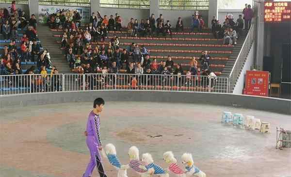 石家莊動物園門票多少錢 石家莊市動物園門票多少錢 海洋館表演時間