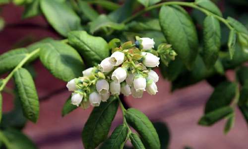 藍(lán)莓樹幾年結(jié)果 藍(lán)莓樹苗幾年結(jié)果?藍(lán)莓開花結(jié)果時(shí)間