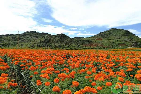 萬壽菊種植 葉城縣：發(fā)展萬壽菊特色種植，讓村民走上致富“陽關(guān)道”！