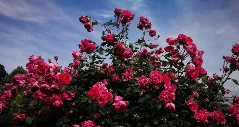 郫縣玫瑰園 2019成都玫瑰園賞花攻略（地址+門票+最佳觀賞期）