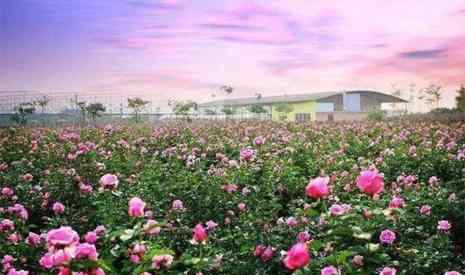 郫縣玫瑰園 2019成都玫瑰園賞花攻略（地址+門票+最佳觀賞期）