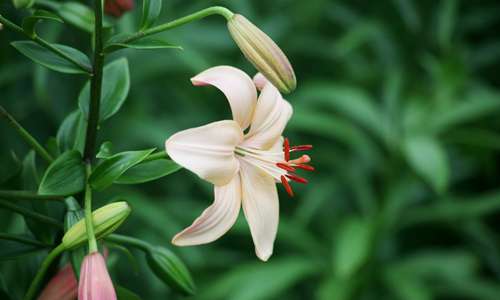 昆明斗南花卉市場(chǎng) 昆明斗南花卉市場(chǎng)百合花最新報(bào)價(jià)