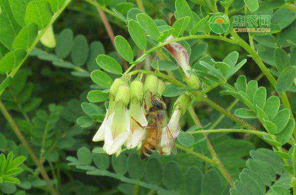 黃芪和北芪有什么區(qū)別 黃芪和北芪有什么區(qū)別？