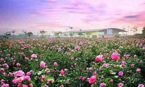 郫縣玫瑰園 2019成都玫瑰園賞花攻略（地址+門票+最佳觀賞期）