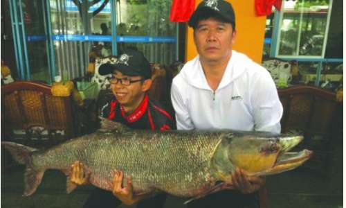 鳡 鳡魚是什么魚 鳡魚多少錢一斤