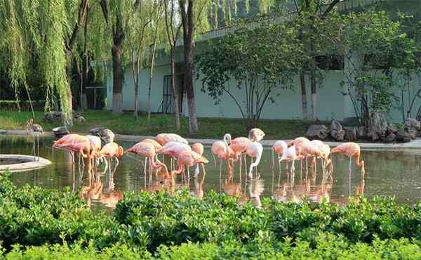 石家莊動(dòng)物園門票多少錢 石家莊市動(dòng)物園門票多少錢 海洋館表演時(shí)間