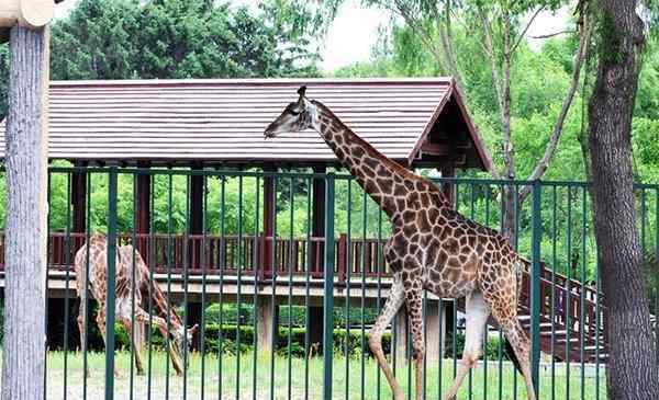 長春動植物園門票 長春動植物公園怎么去 門票多少錢